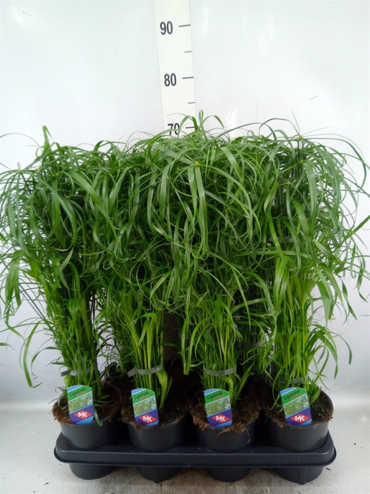 <h4>Cyperus alternifolius</h4>