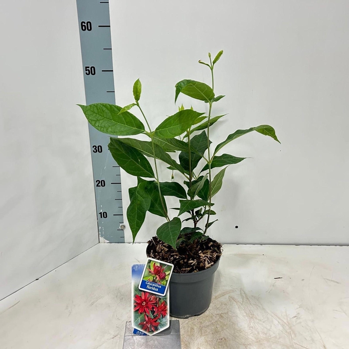 <h4>Calycanthus fertilis</h4>