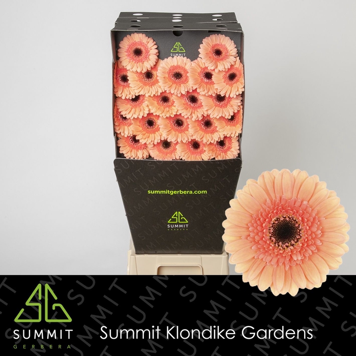 <h4>GE MI COOKIES N CREAM Diamond per kaart Mini</h4>
