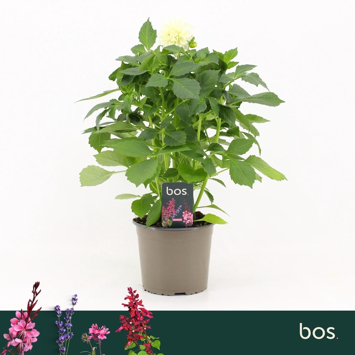 <h4>DAHL D MAX LOPEZ</h4>