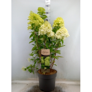 Hydrangea pan. 'Limelight'