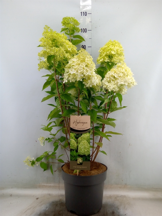 <h4>Hydrangea pan. 'Limelight'</h4>