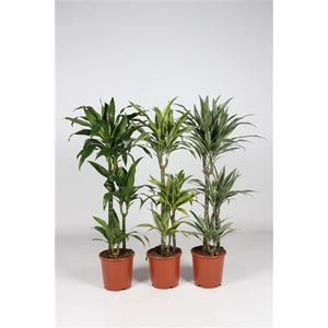 Dracaena overig mixkar