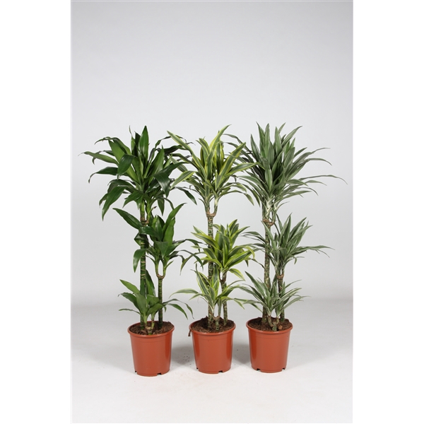 <h4>Dracaena overig mixkar</h4>