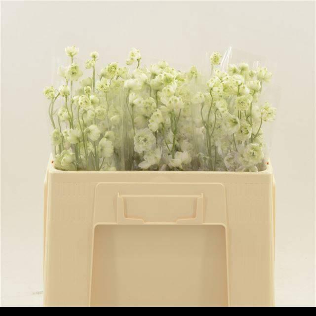 <h4>DELPH DU DEWI LADY</h4>