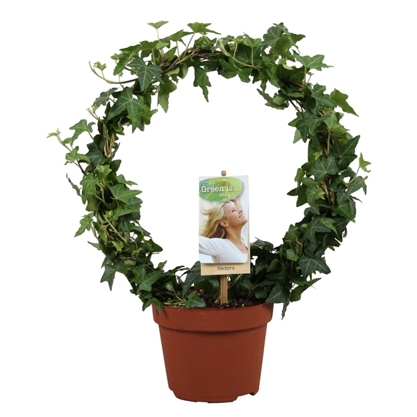 <h4>Hedera helix groen enkele boog</h4>