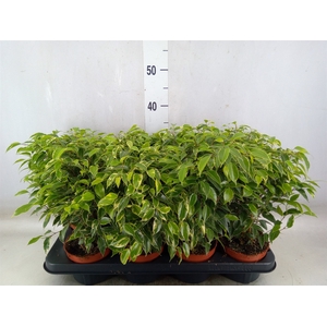 Ficus benja. 'Kinky'