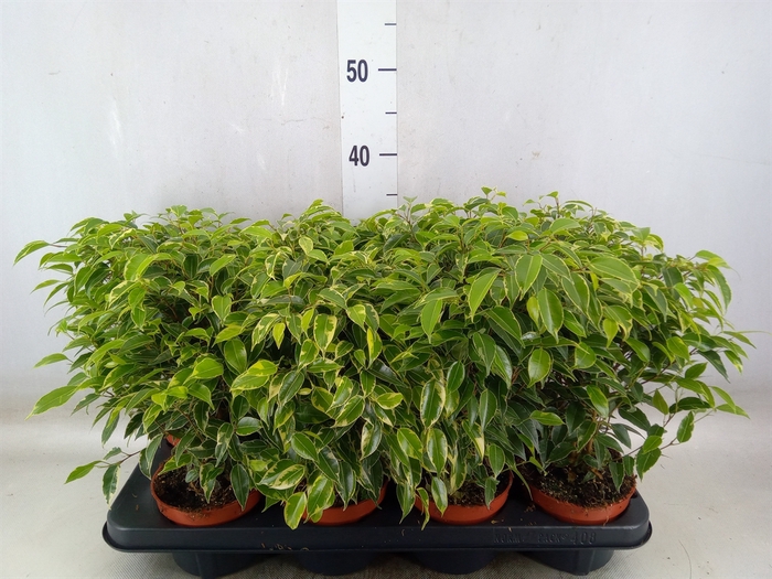 <h4>Ficus benja. 'Kinky'</h4>