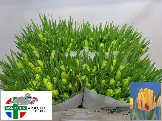 <h4>TU DU MONSELLA</h4>