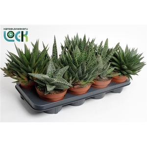 Gasteria Mix