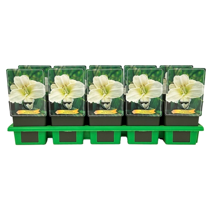 <h4>Hemerocallis White Temptation</h4>