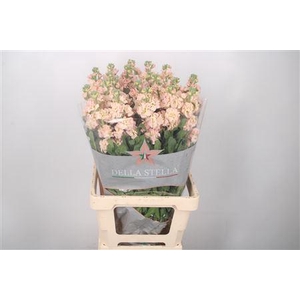 Matth Iron Apricot