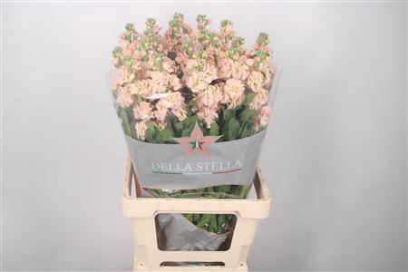 <h4>Matth Phant Apricot</h4>