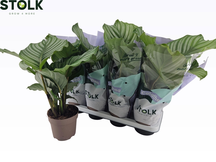 <h4>CALAT ORBIFOLIA</h4>