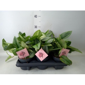 Scindapsus treubii 'Moonlight'