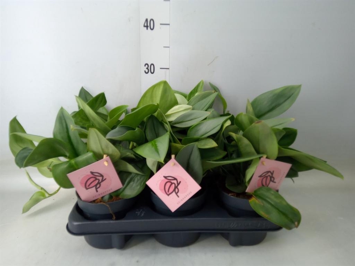 <h4>Scindapsus treubii 'Moonlight'</h4>