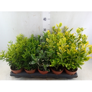 Euonymus japon.   ...mix