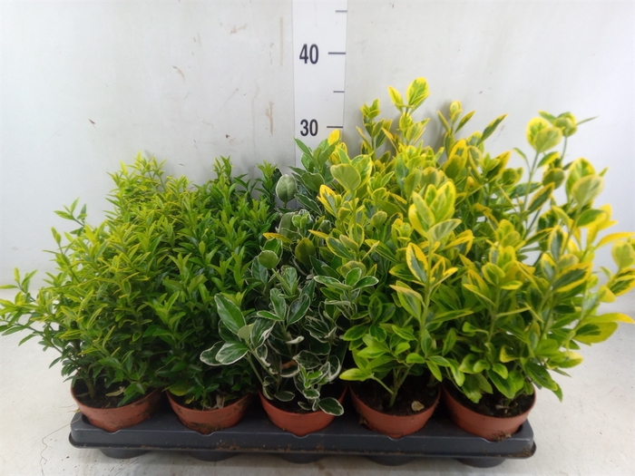 <h4>Euonymus japon.   ...mix</h4>