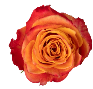 R Gr Silantoi@ Bicolor 40cm EC