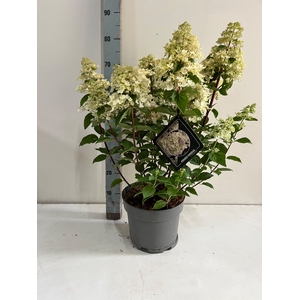 HYDR PANICULATA