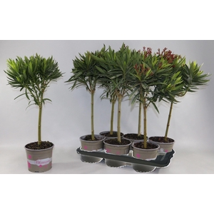 Nerium oleander   ...