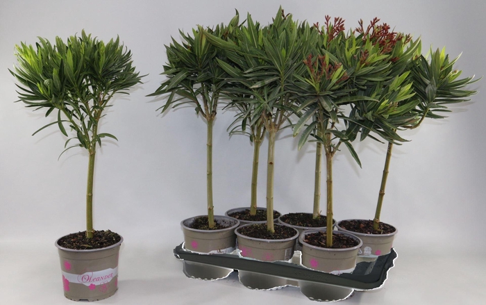<h4>Nerium oleander   ...</h4>