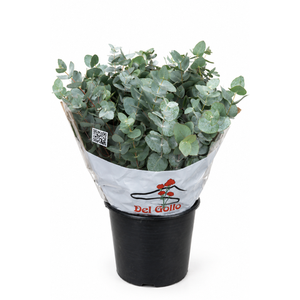 Euc. Cinerea (Per Stem)