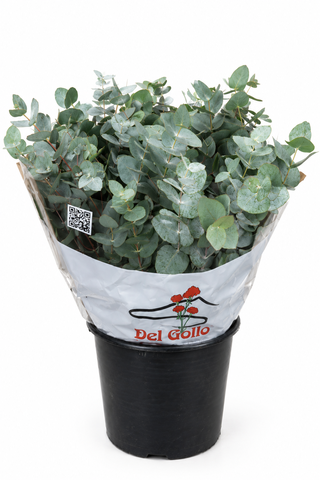 <h4>Euc. Cinerea (Per Stem)</h4>