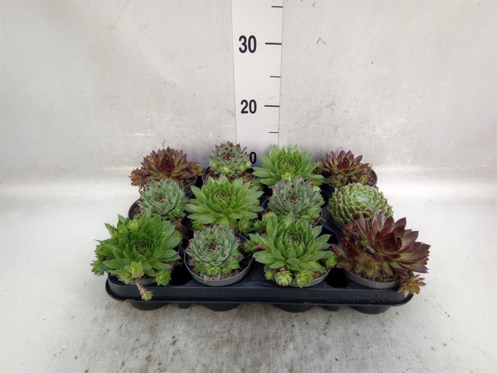 <h4>Sempervivum   ...</h4>