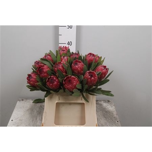 Protea Red Ice