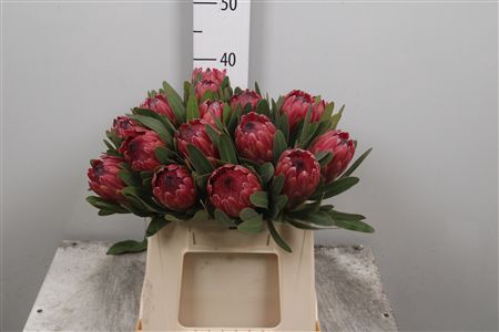 <h4>Protea Red Ice</h4>