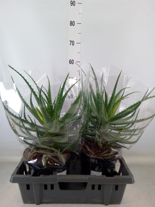 <h4>Aloe arborescens</h4>