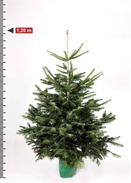 <h4>Abies nordman.</h4>