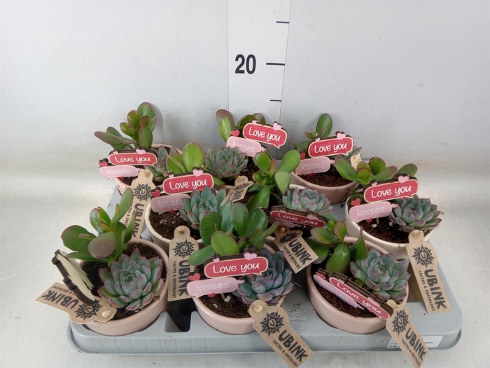 <h4>Arr.  Succulents L%</h4>