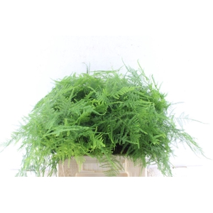 Asparagus Set 1e Veren