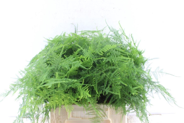 <h4>Asparagus Set 1e Veren</h4>