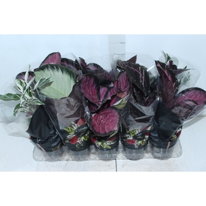 CALATHEA P12 VARIADO PREMIUM