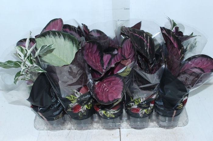 <h4>CALATHEA P12 VARIADO PREMIUM</h4>