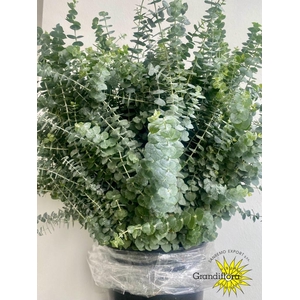 Baby Blue Long 250 Gram