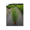 Phyllostachys aurea