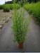 Phyllostachys aurea