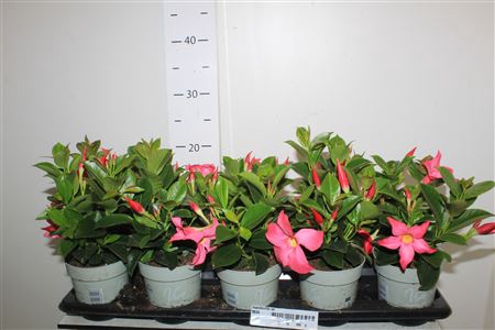 <h4>Mandevilla Ov</h4>