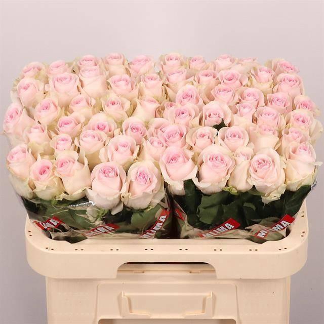 <h4>R GR REVIVAL SWEET</h4>