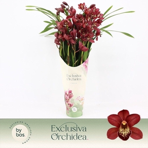 Cymbidium, Red Beauty Roy 5-spike P14 'Exclusiva Orchidea' Potcover