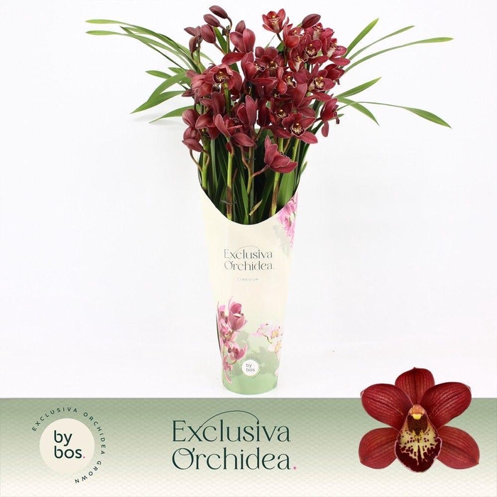 <h4>Cymbidium, Red Beauty Roy 5-spike P14 'Exclusiva Orchidea' Potcover</h4>