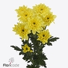 Chrys sp altaj yellow