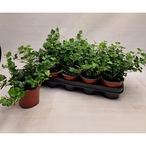 !! PROMO !! HEDERA WONDER P12