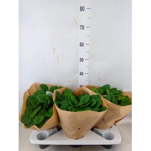 Peperomia albov. 'Rana Verde'