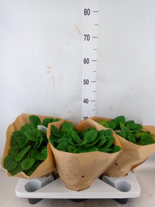 <h4>Peperomia albov. 'Rana Verde'</h4>