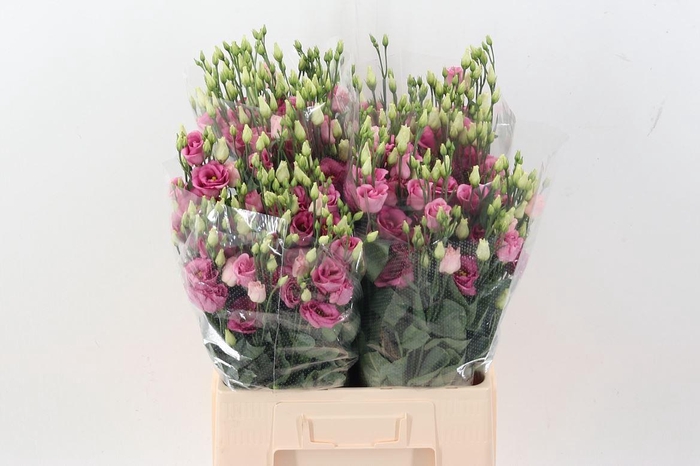 <h4>LIS G ROSITA PINK EUS G ROSI ROSE P</h4>